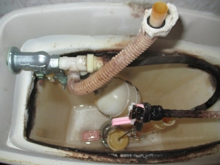 �摜(320x240)�E�g��摜(516x387)