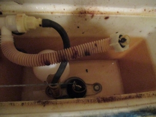 �摜(320x240)�E�g��摜(516x387)